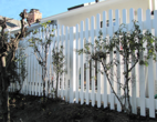 Vinyl Picket Fence with Arched Scallops